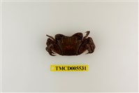 藏品(雙齒近相手蟹)的圖片